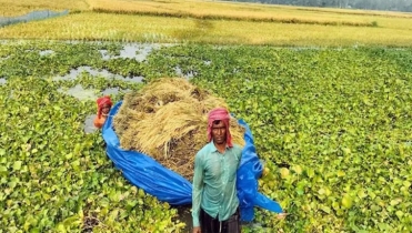 হু হু করে পানি ঢুকছে চলনবিলে, দুশ্চিন্তায় কৃষক